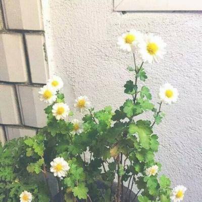 小熙解说地牢清洁工(暂未上线)v1.0 安卓最新版